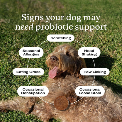 Dog Probiotic Soft Chews - Daily Gut Support for Healthy Digestion
