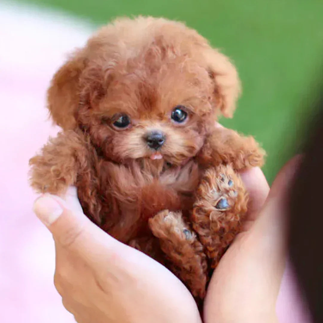 🐶My Realistic Robot Puppy