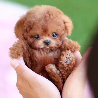 🐶My Realistic Robot Puppy
